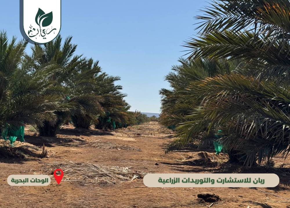 مزرعة الطحان جولدن دانس بنظام ري مطور